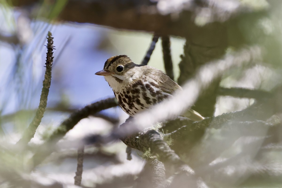 Ovenbird - ML590142321