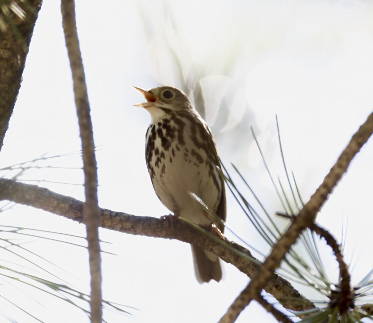 Ovenbird - ML590142331