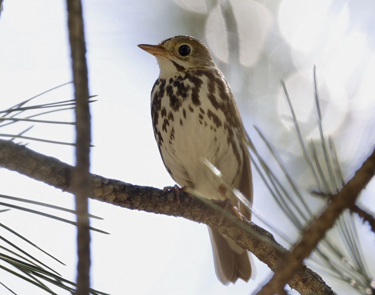 Ovenbird - ML590142341