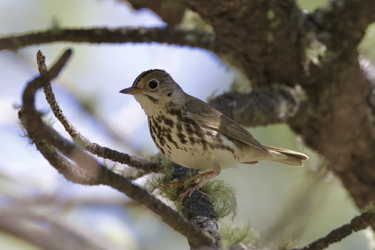 Ovenbird - ML590142351