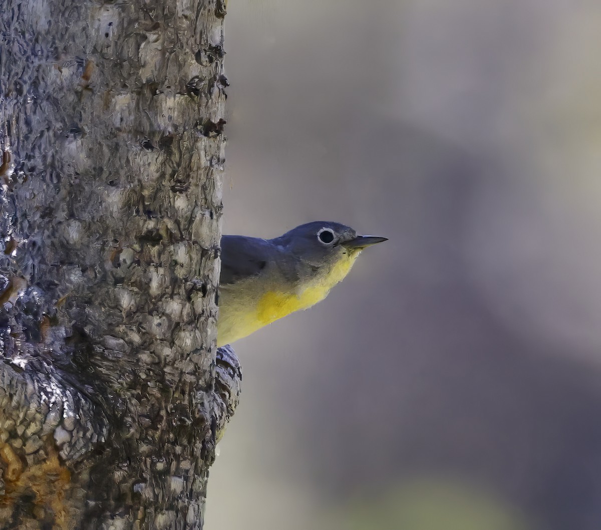 Virginia's Warbler - ML590142501
