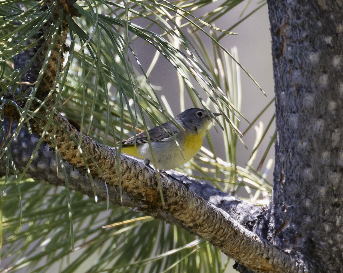 Virginia's Warbler - ML590142511