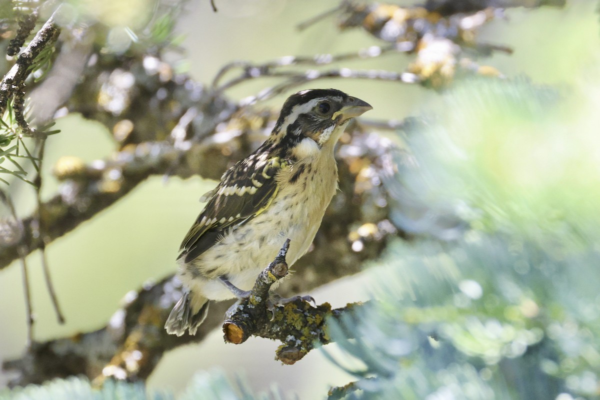 Black-headed Grosbeak - ML590142871