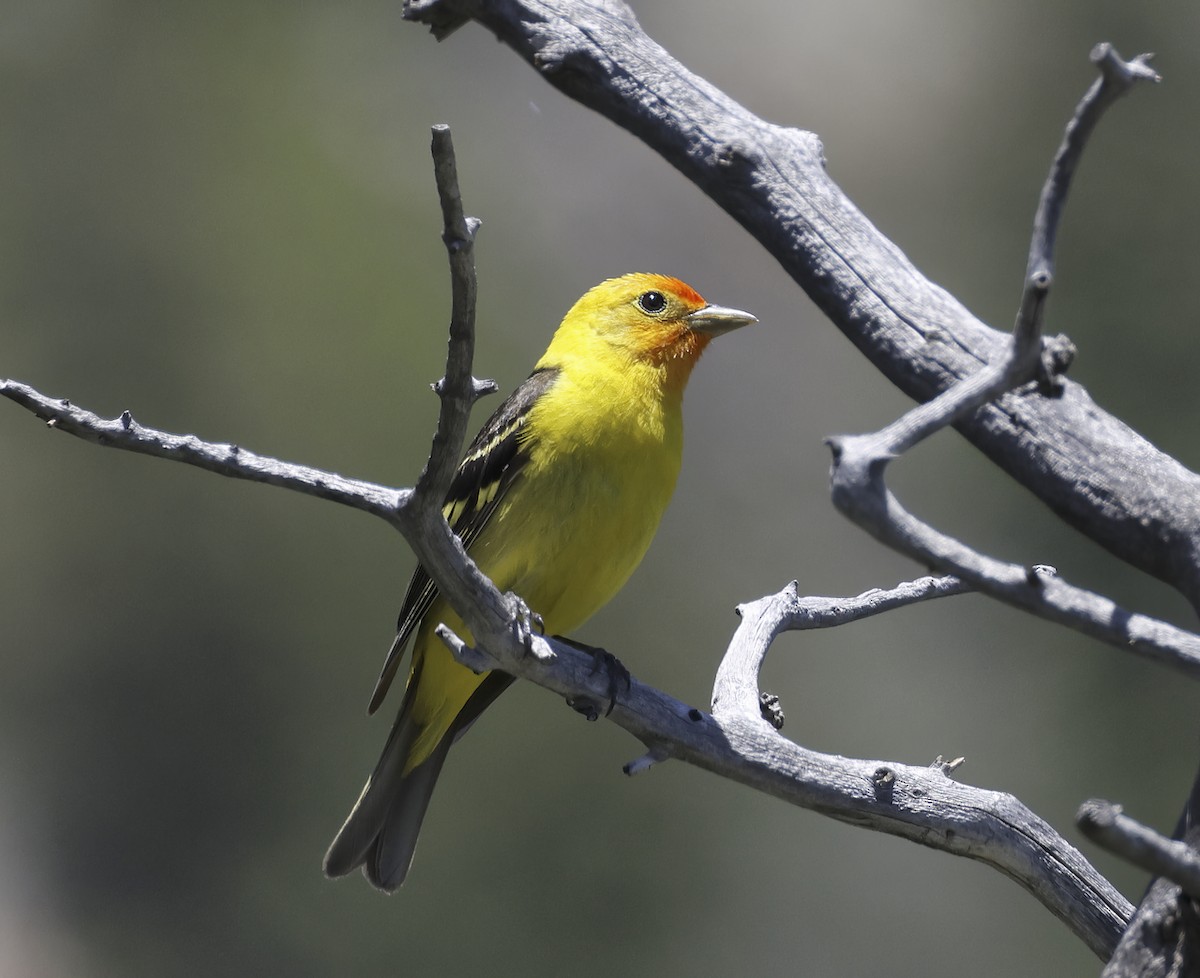 Western Tanager - ML590142981