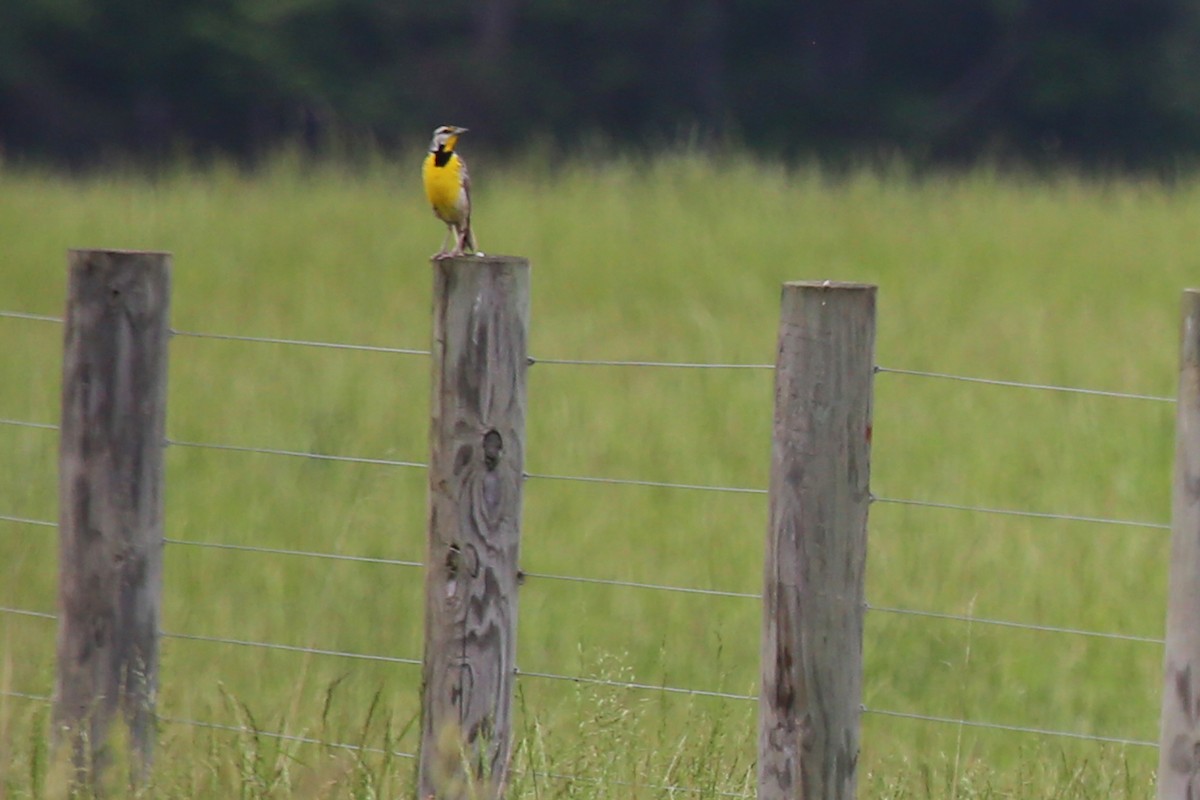 Eastern Meadowlark (Eastern) - Rob Bielawski