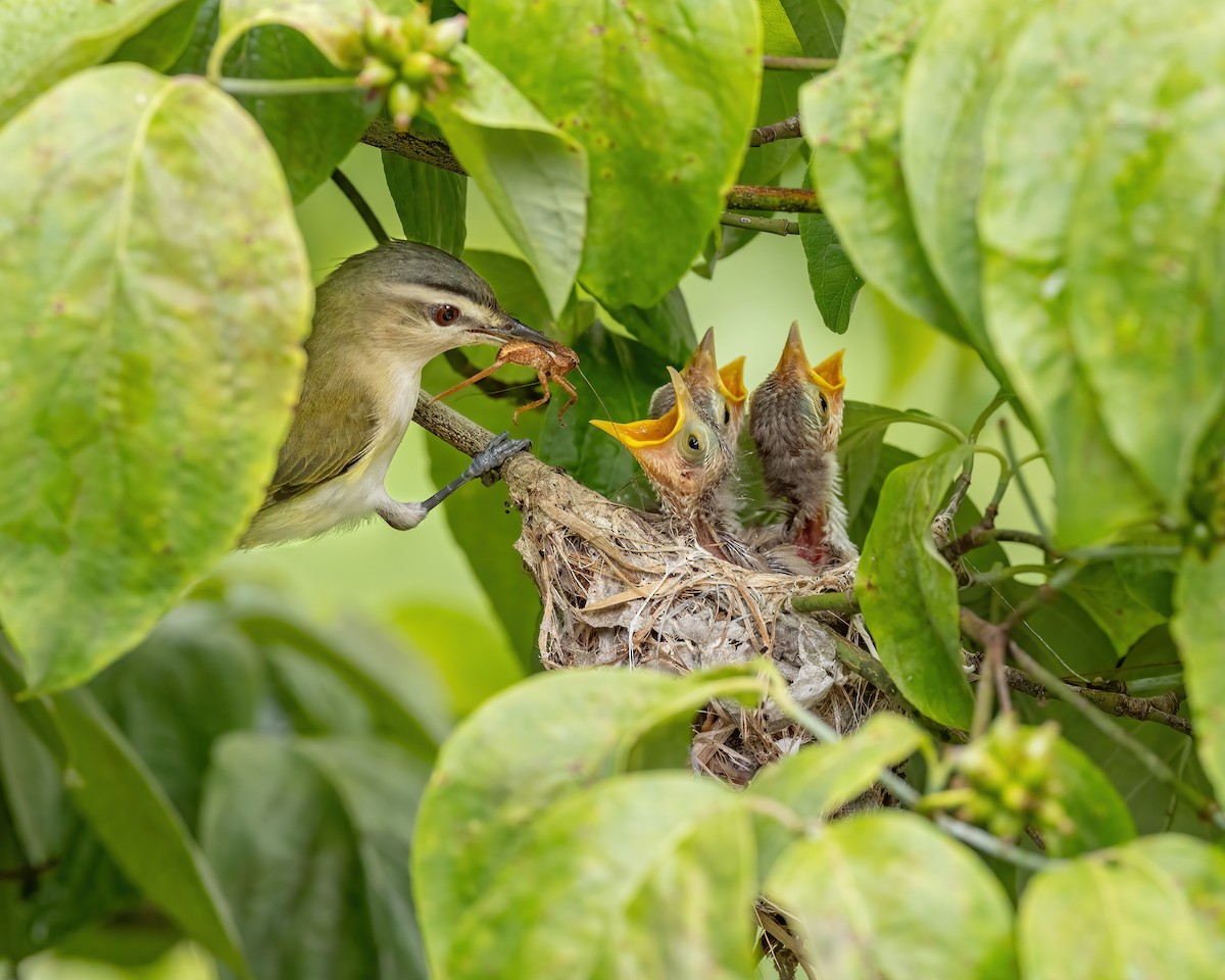 Red-eyed Vireo - Cheryl Shank