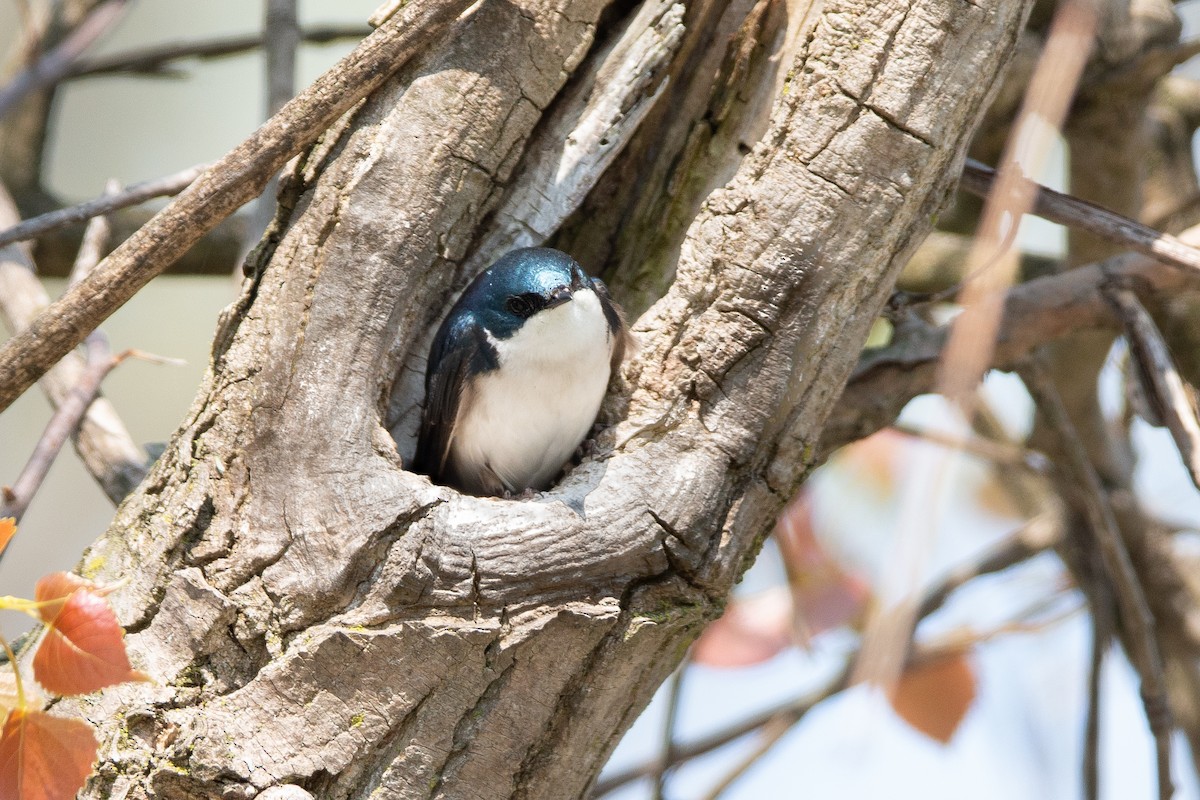 Tree Swallow - André Turcot