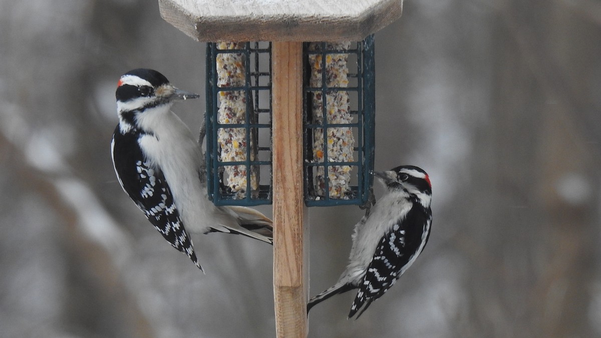 Downy Woodpecker - ML590146081