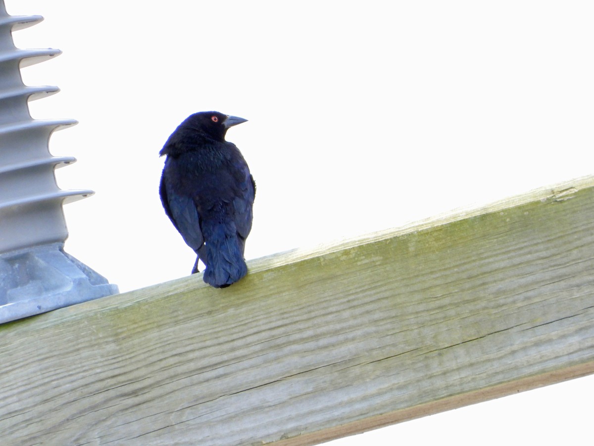 Bronzed Cowbird - Mark Penkower