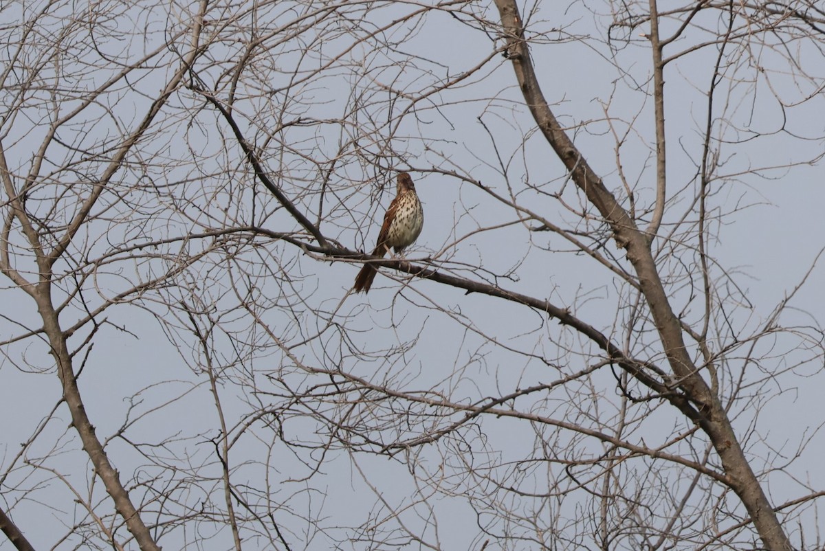 Brown Thrasher - ML590147551