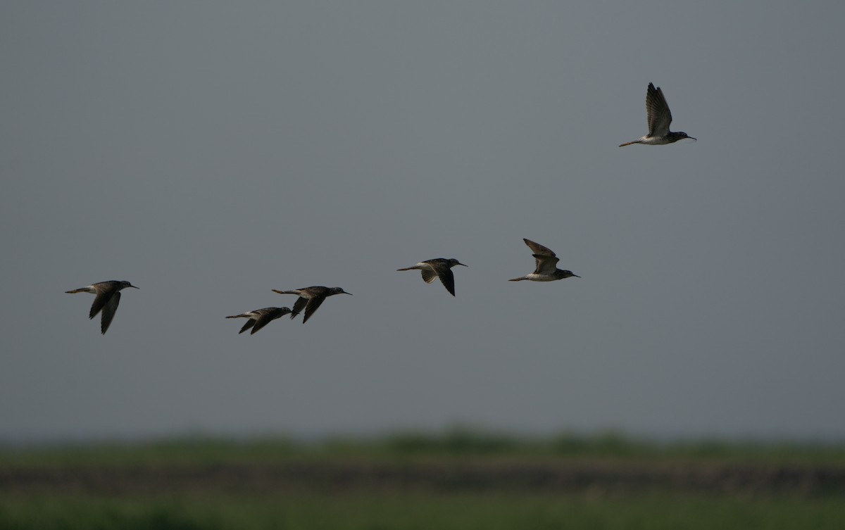 Lesser Yellowlegs - Justin Labadie