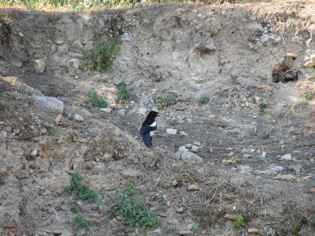 Eurasian Magpie (Eurasian) - ML590149811