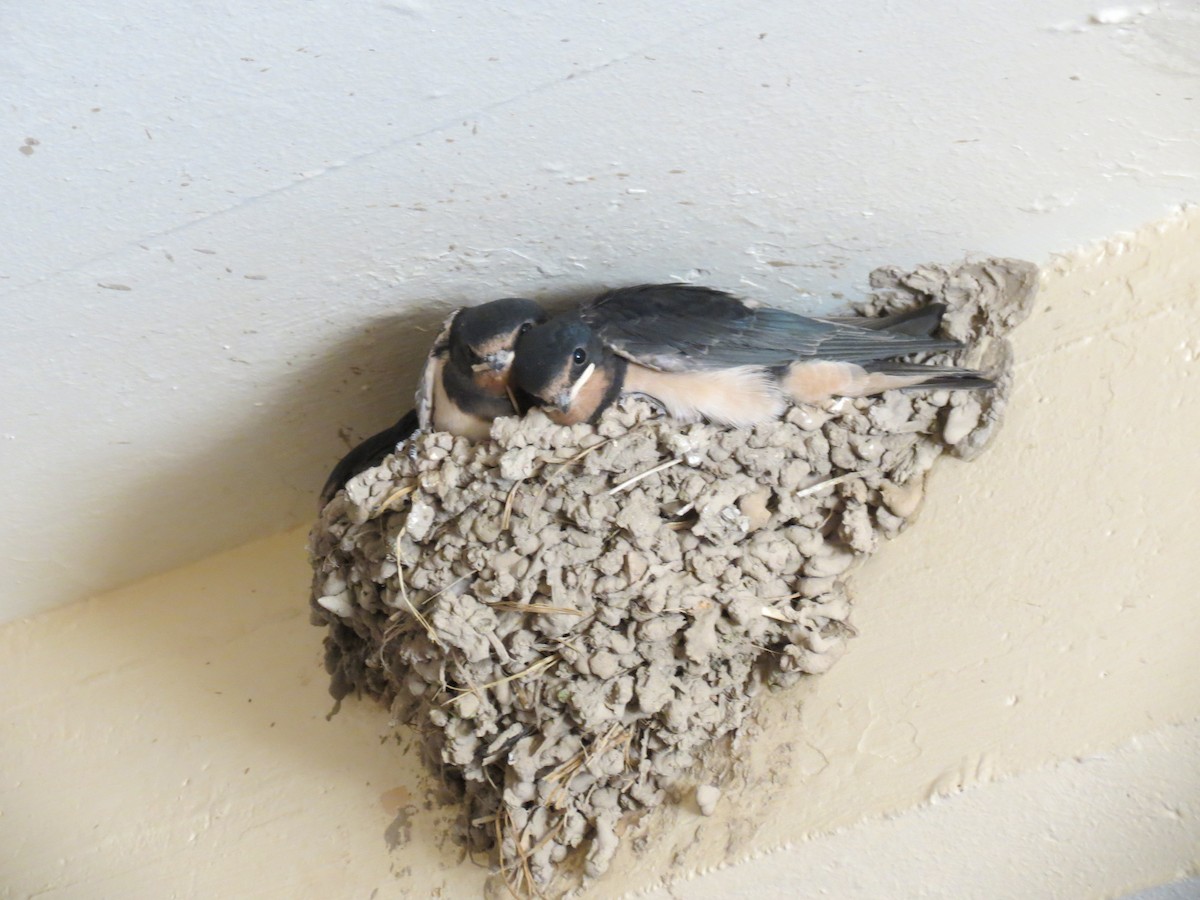 Barn Swallow - ML590149891