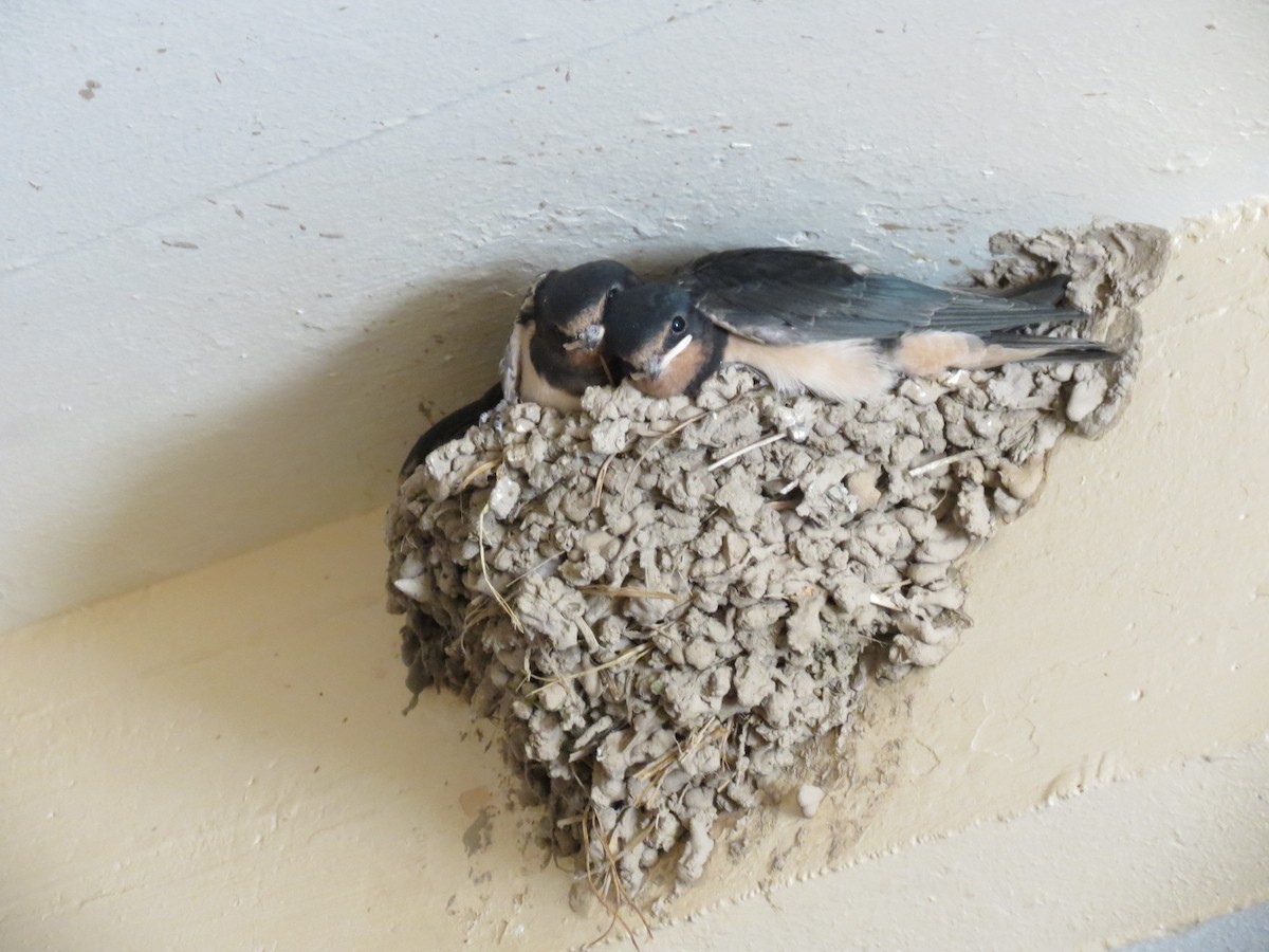 Barn Swallow - ML590149931