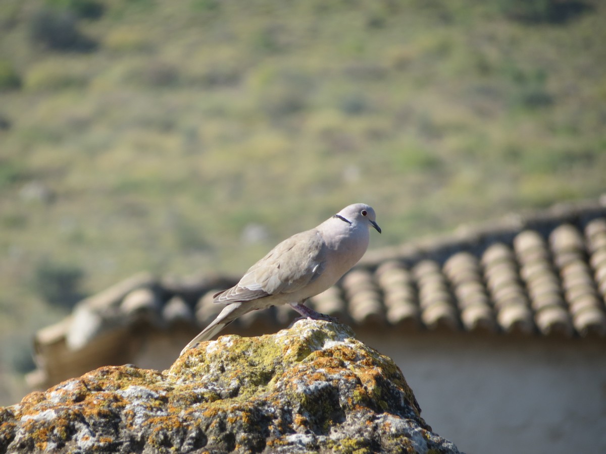 Eurasian Collared-Dove - ML590150181