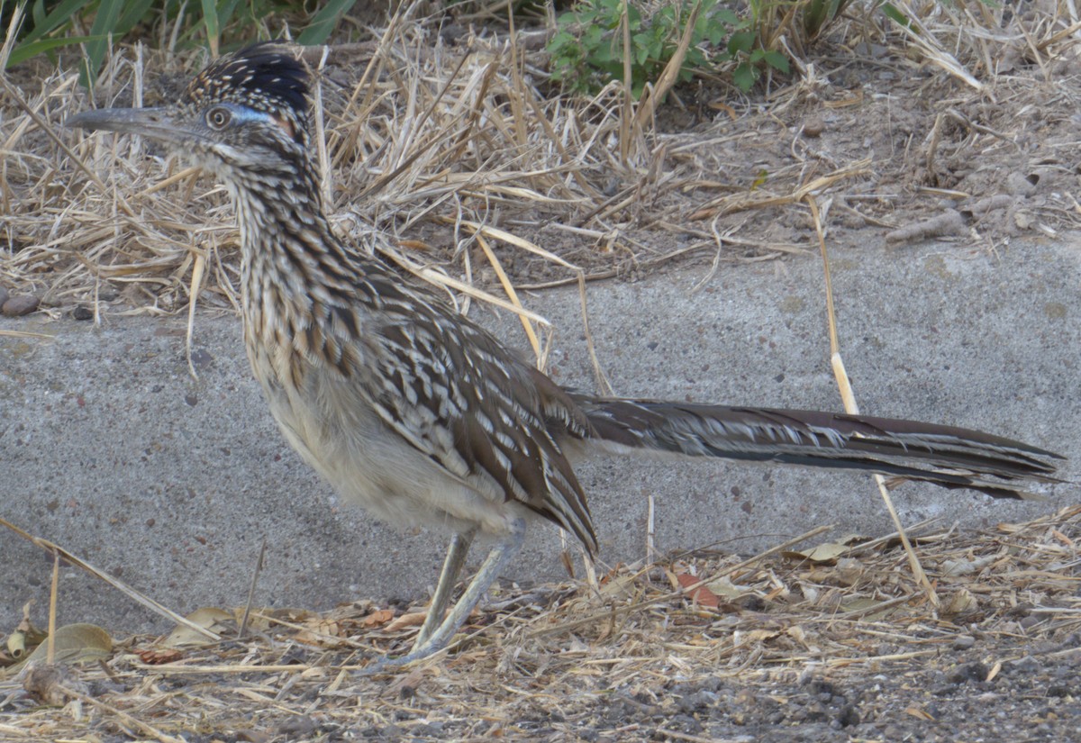 Greater Roadrunner - Peter Keyel