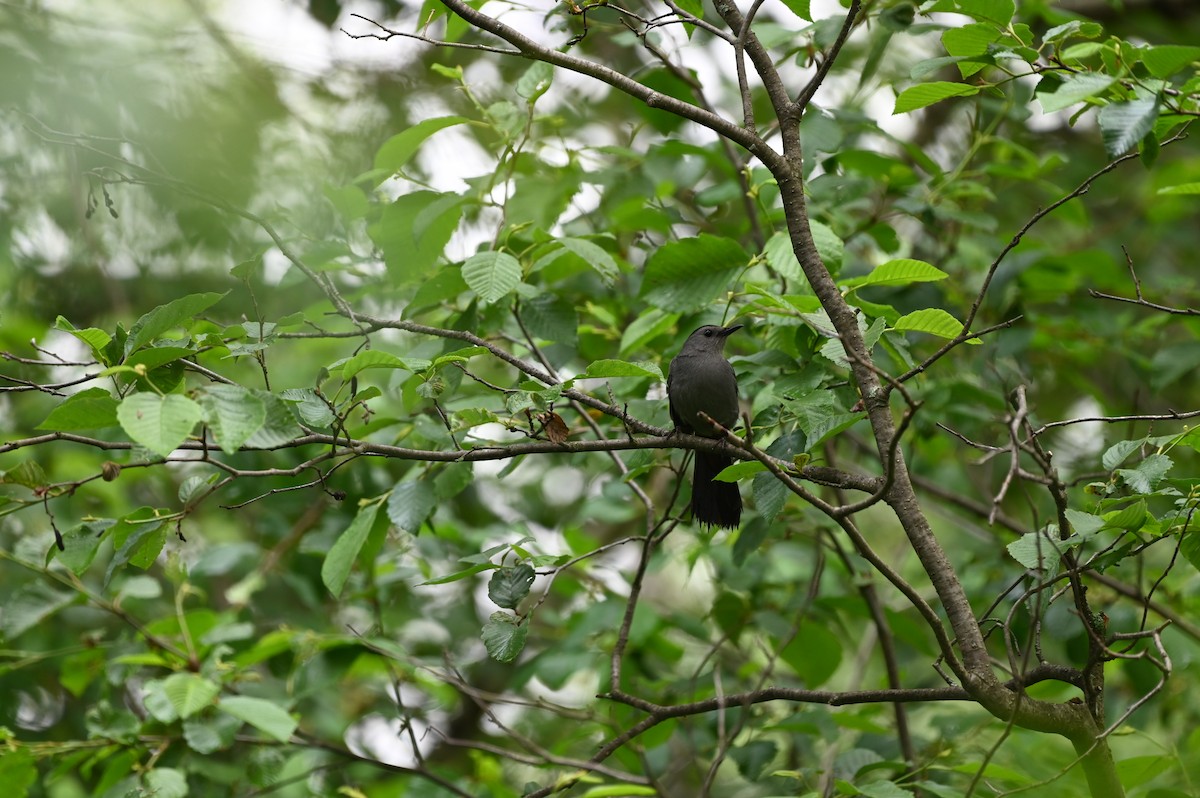 Gray Catbird - ML590152001