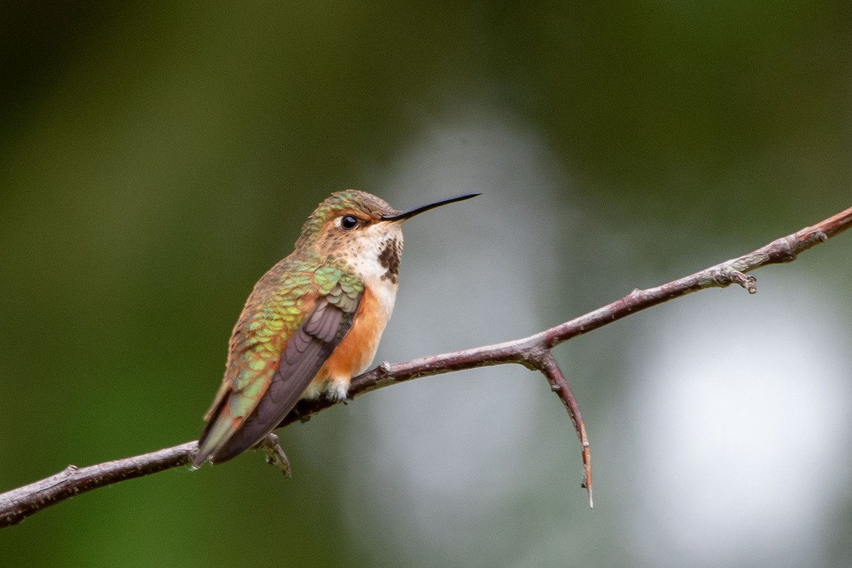 Rufous Hummingbird - Anne Spiers