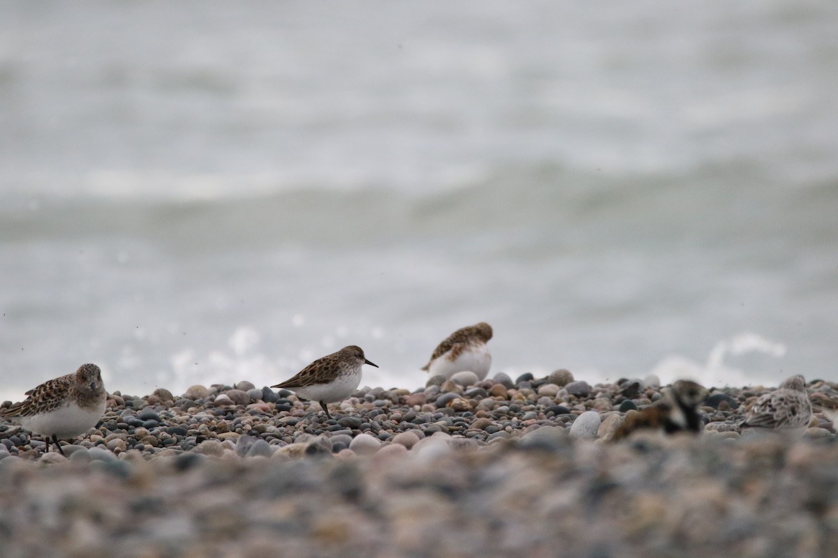 Semipalmated Sandpiper - ML59015411