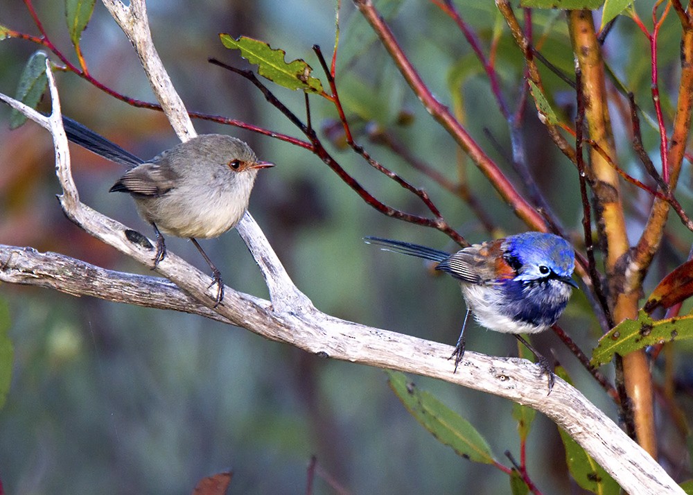 Blue-breasted Fairywren - Stephen Murray