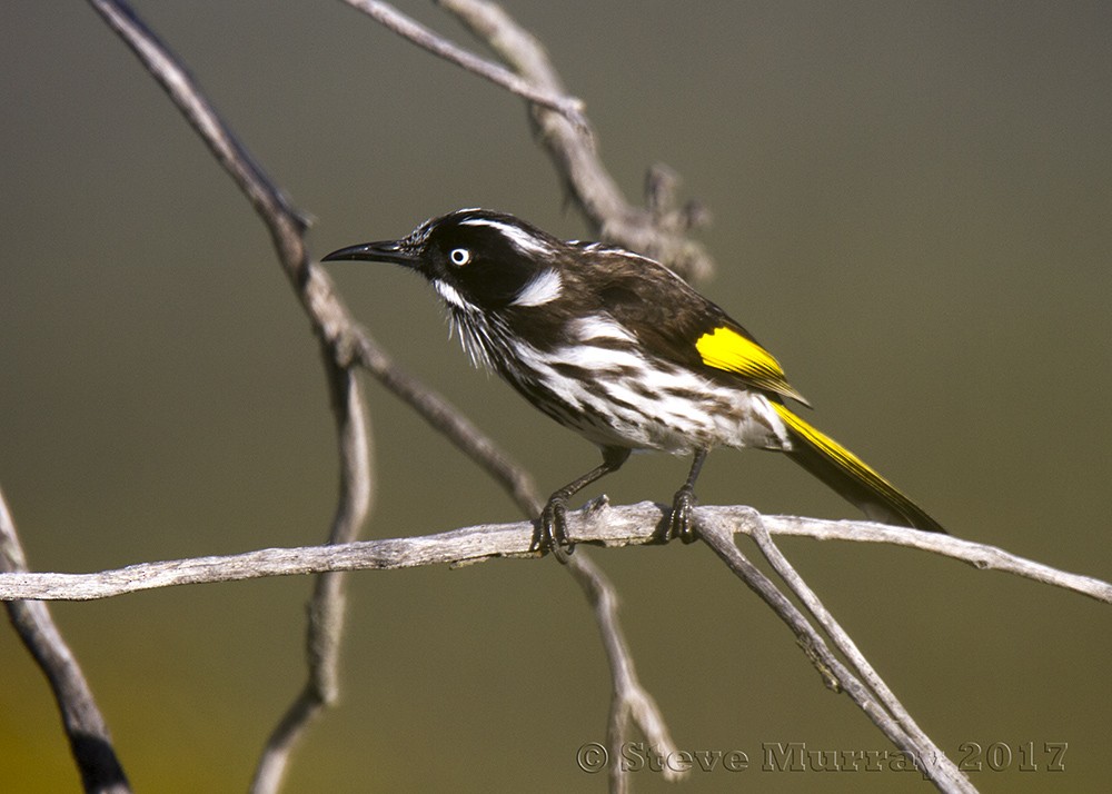 New Holland Honeyeater - ML59015731