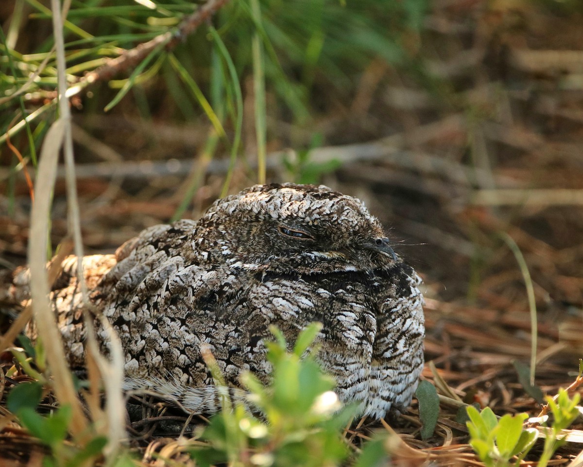 Common Poorwill - Katelyn Luff