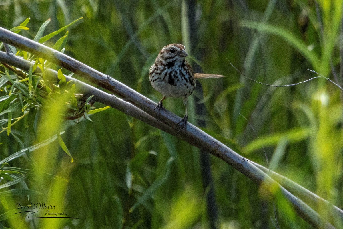 Song Sparrow - ML590158231