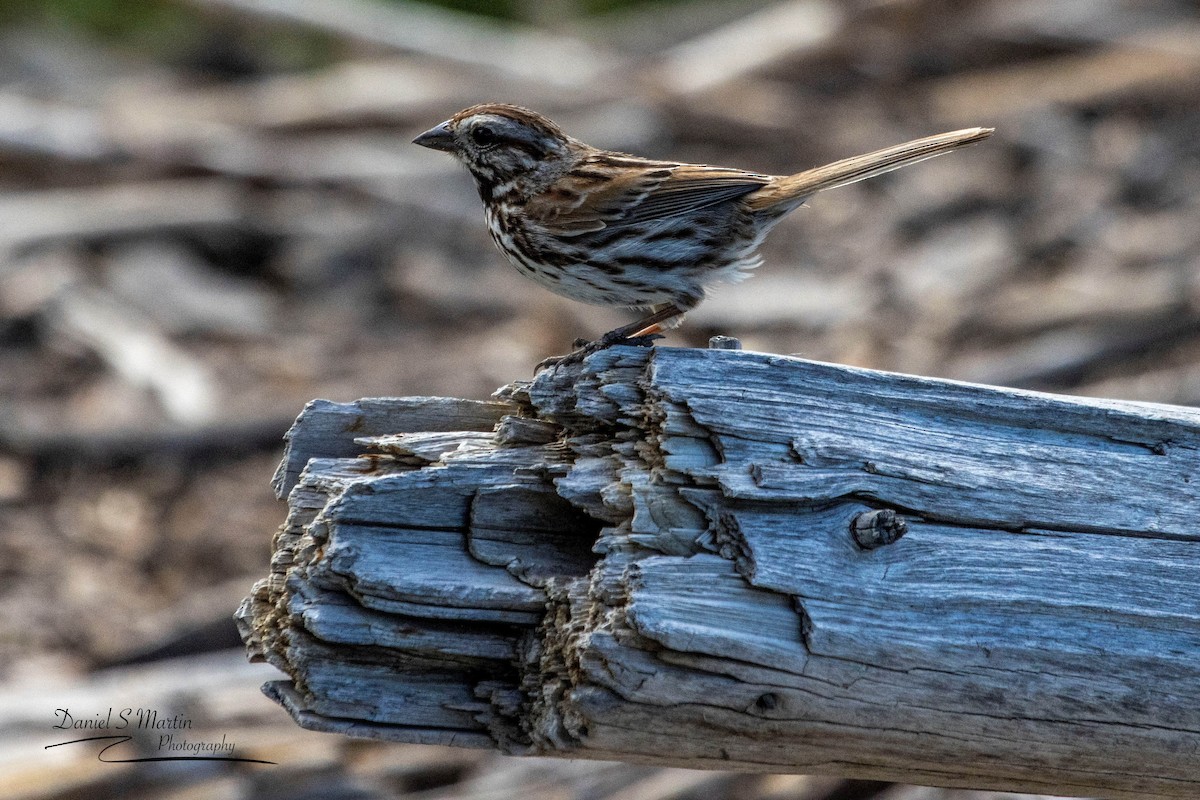 Song Sparrow - ML590158241