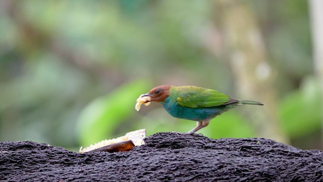 Bay-headed Tanager - ML590158881