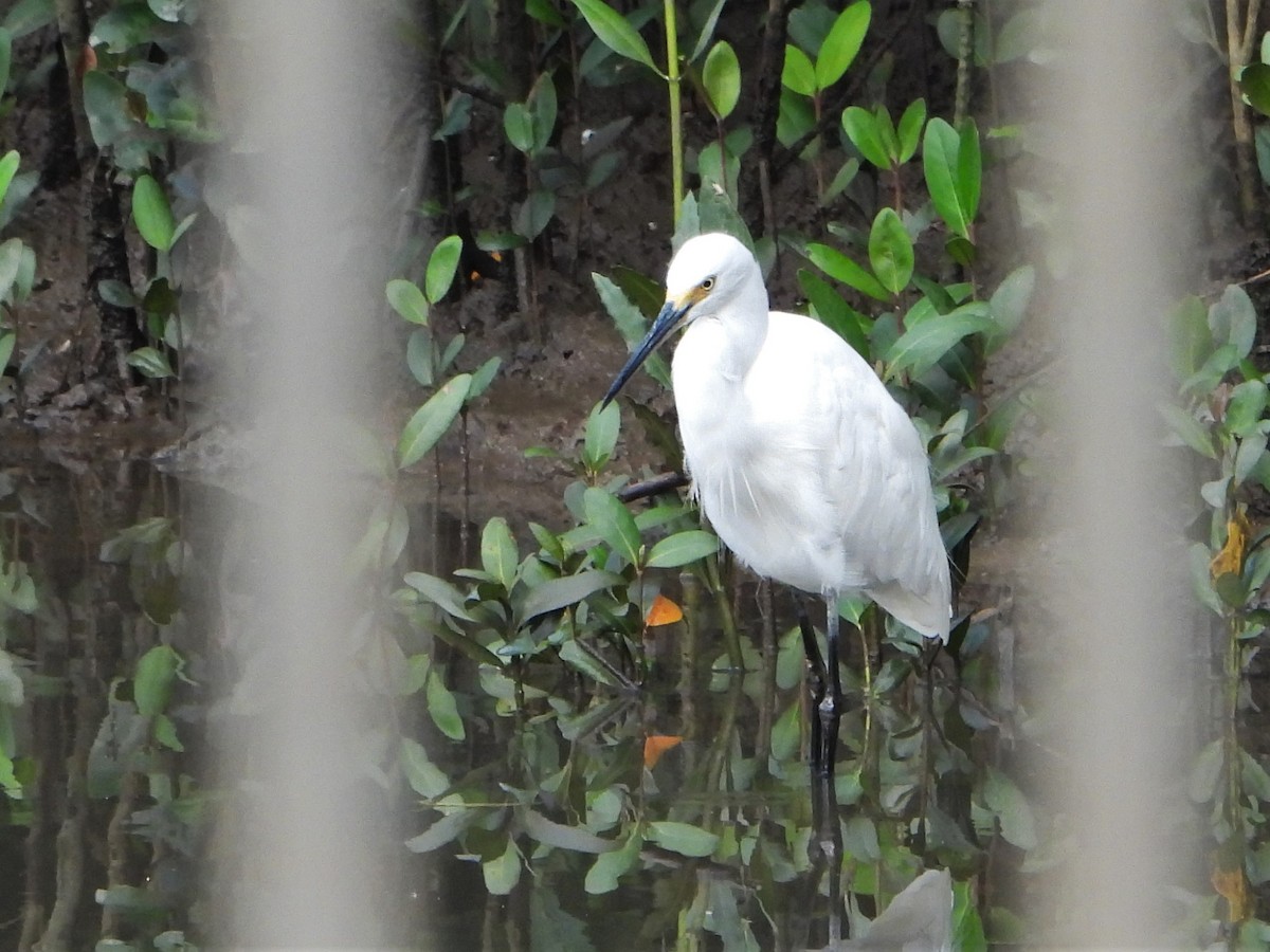 Little Egret (Australasian) - ML590159211
