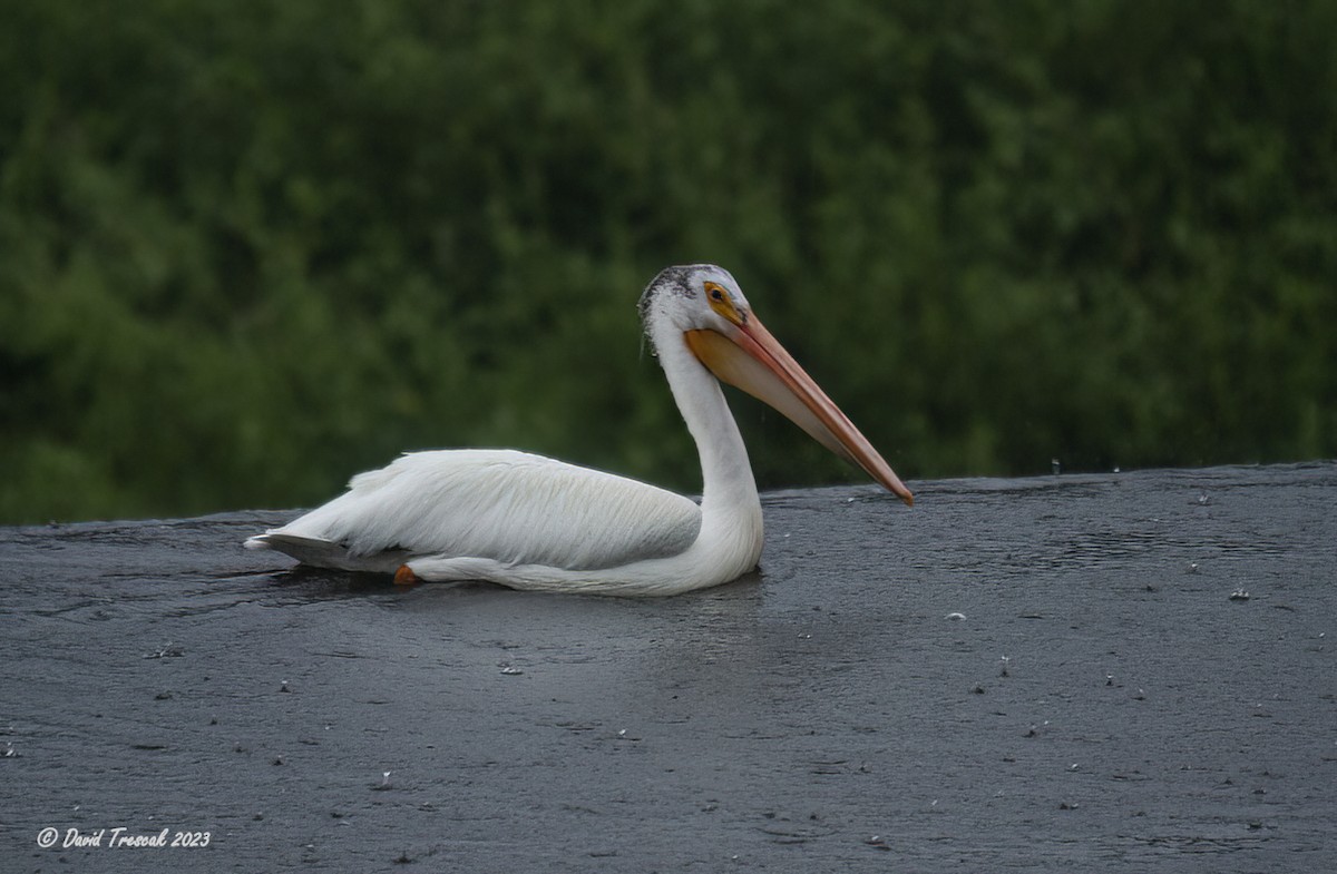 pelikán severoamerický - ML590159271