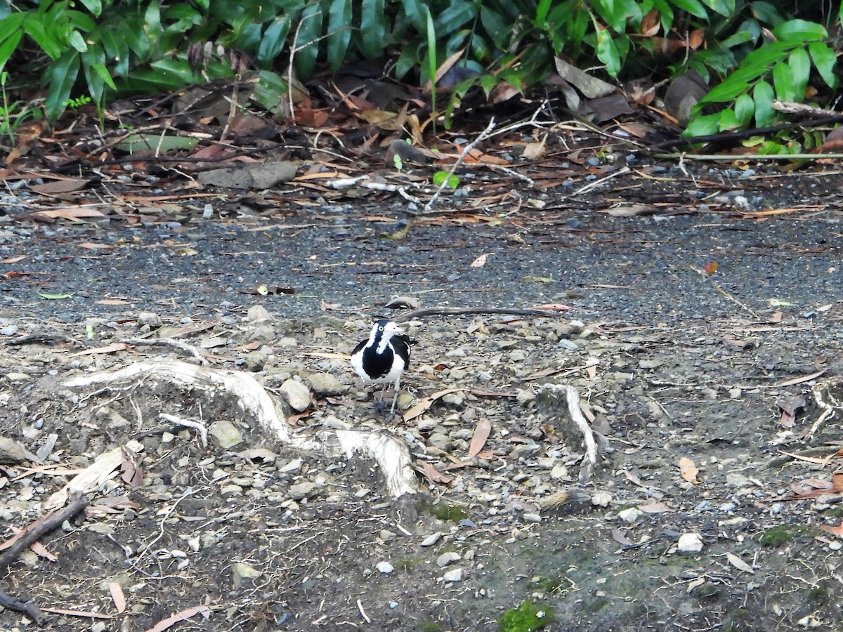 Magpie-lark - ML590159991
