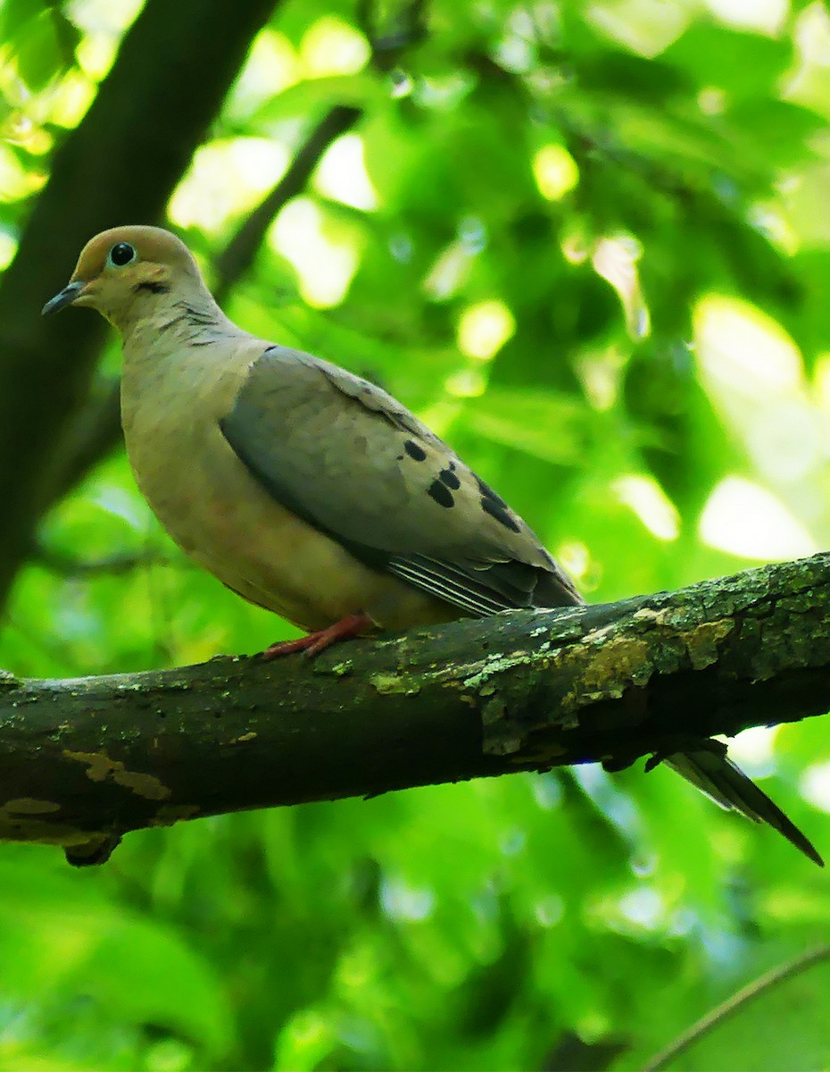 Mourning Dove - ML590160601