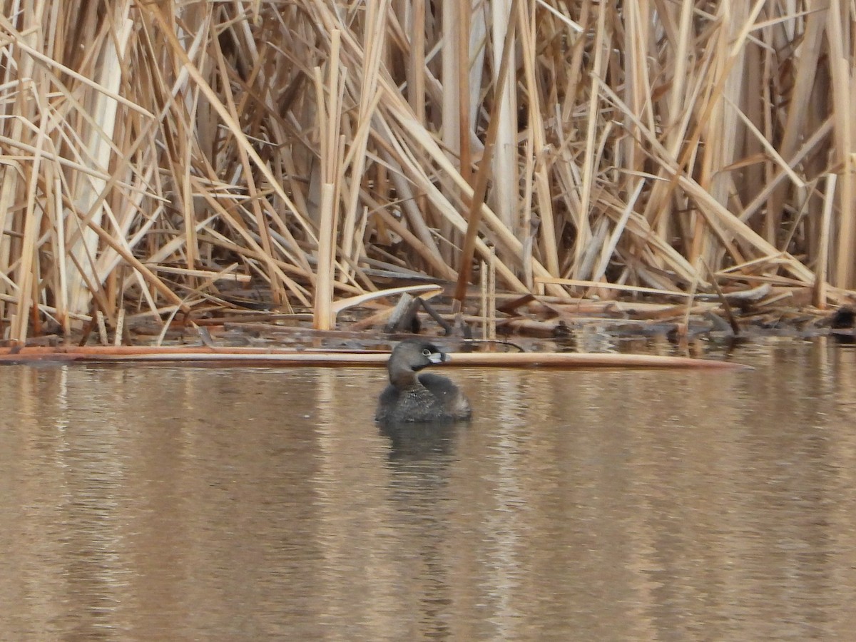 Pied-billed Grebe - ML590160891