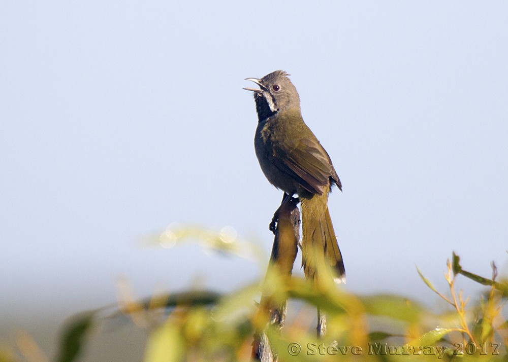 Western Whipbird - ML59016101