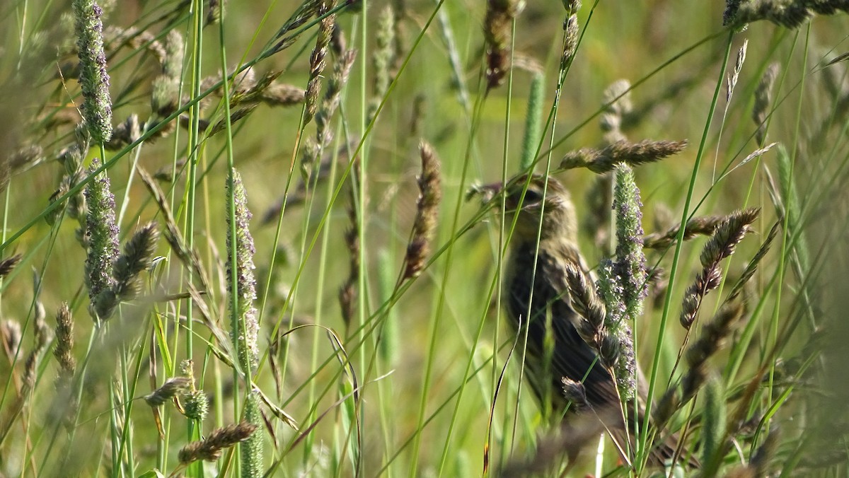 Bobolink - ML590161011