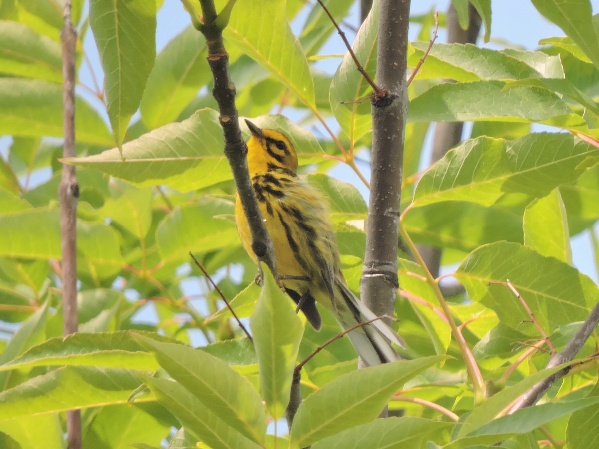 Prairie Warbler - ML590161281