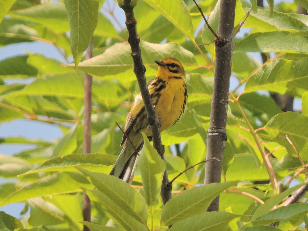 Prairie Warbler - ML590161401