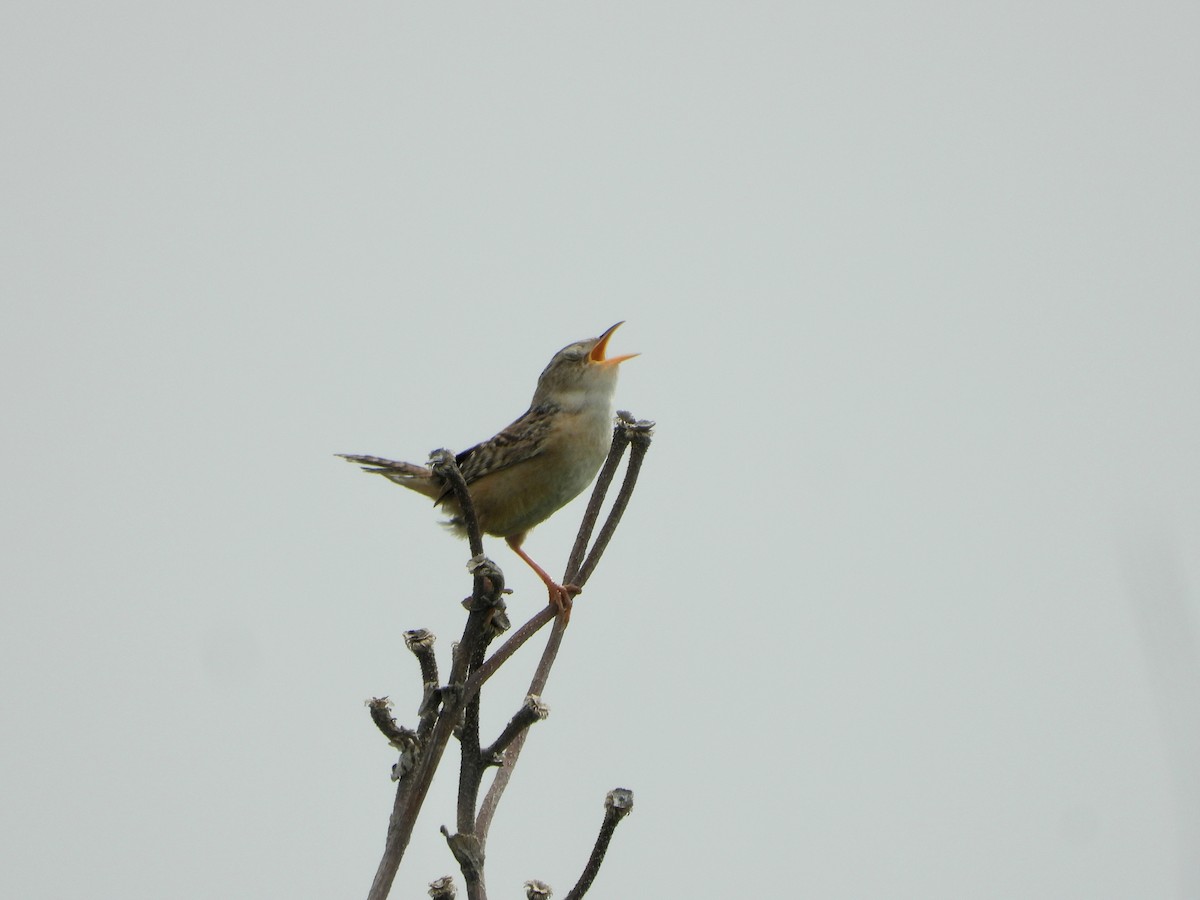 Sedge Wren - ML590161761
