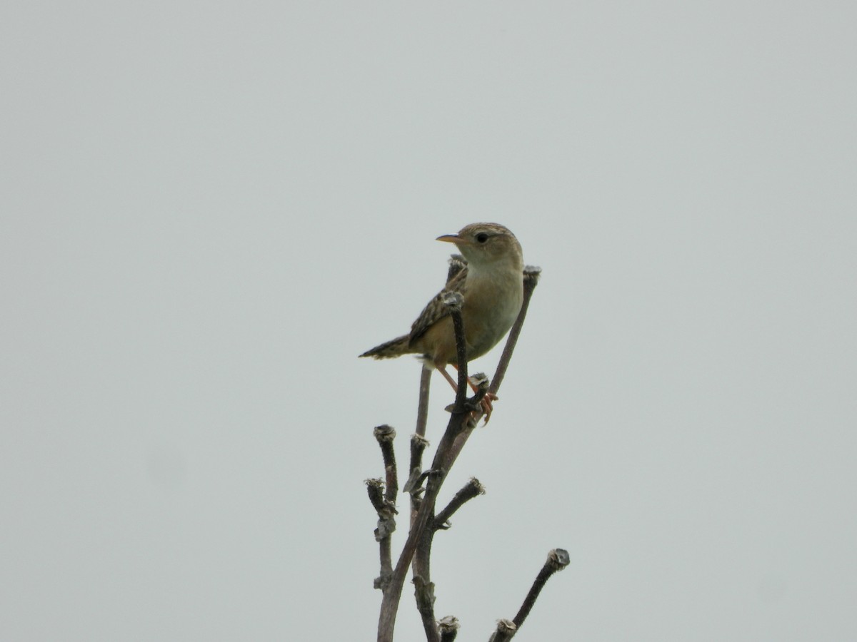 Sedge Wren - ML590161771