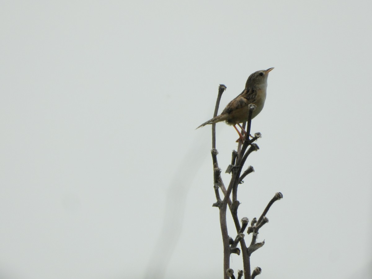 Sedge Wren - ML590161781