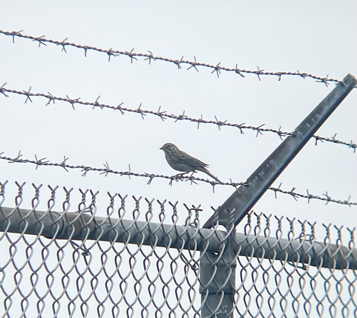 Vesper Sparrow - ML590161791
