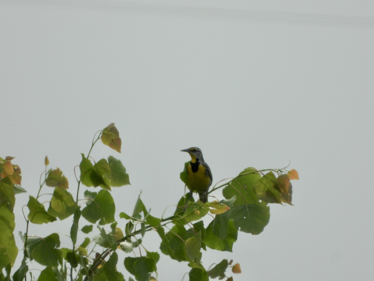 Eastern Meadowlark - ML590161971