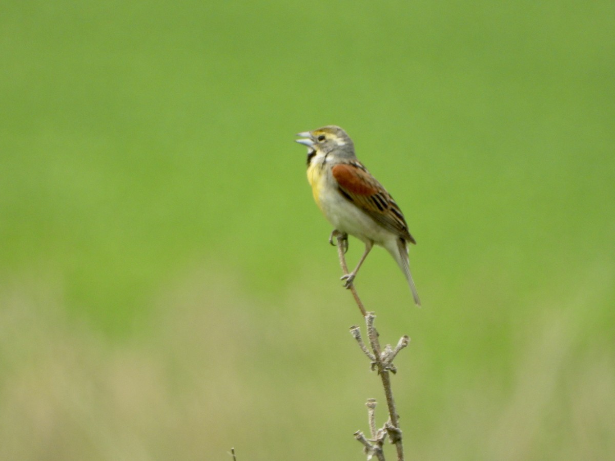 Dickcissel - ML590162021