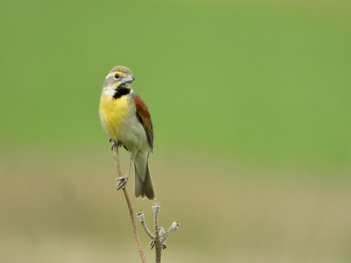 Dickcissel - ML590162031