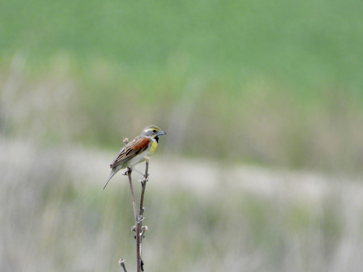 Dickcissel - ML590162041