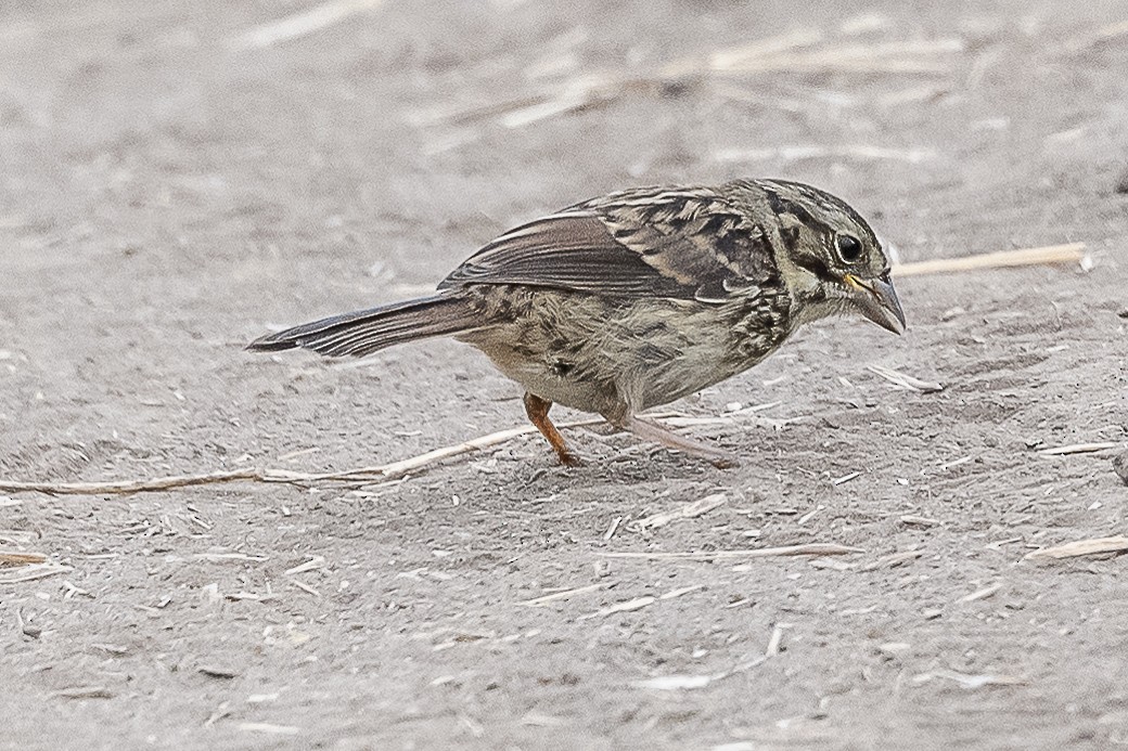 Song Sparrow - James McNamara