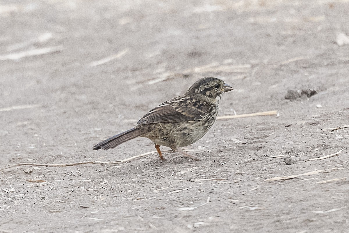 Song Sparrow - James McNamara