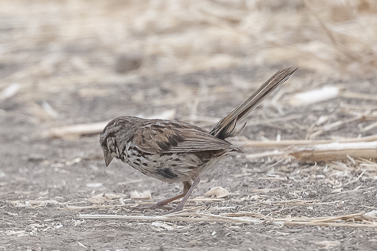 Song Sparrow - James McNamara