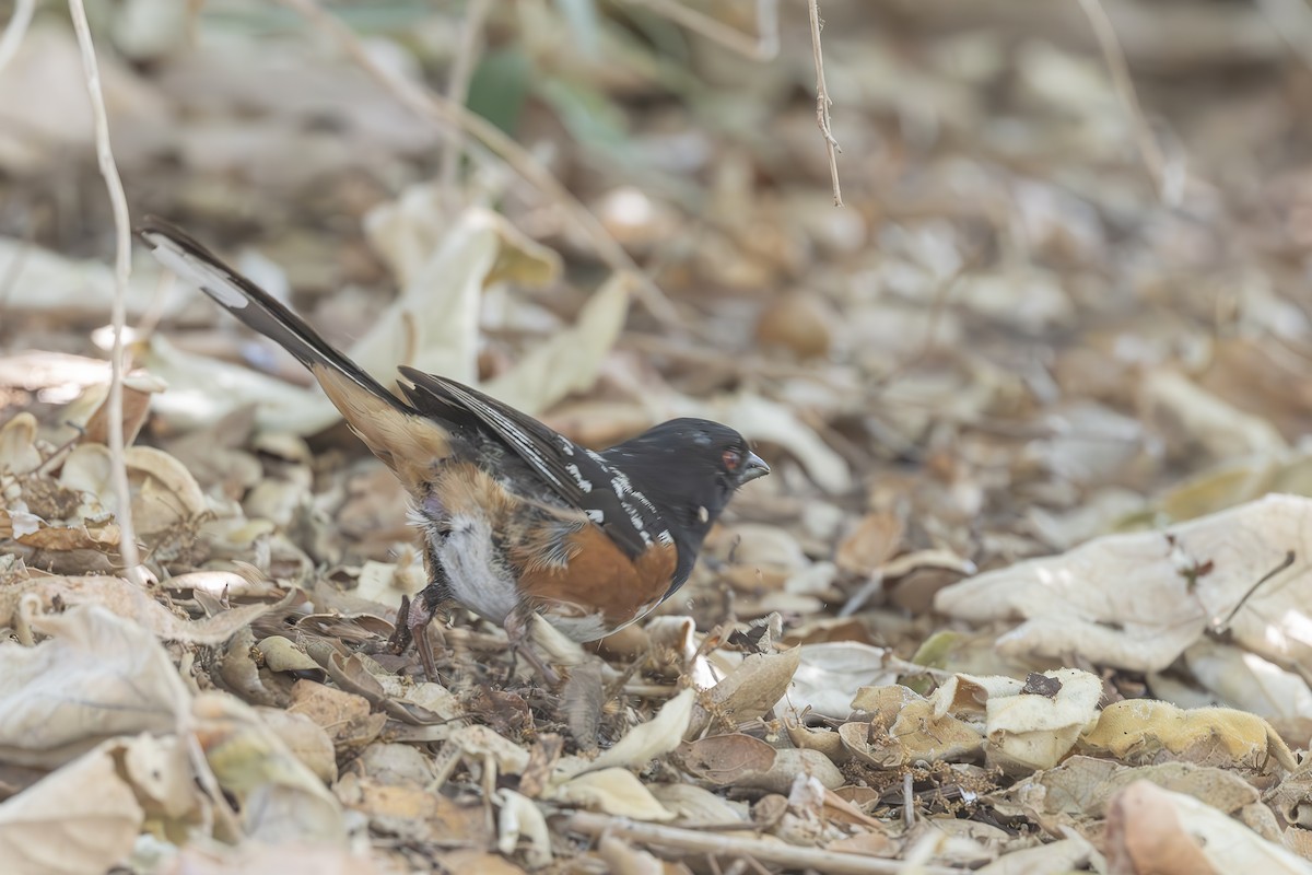 ホシワキアカトウヒチョウ - ML590162451